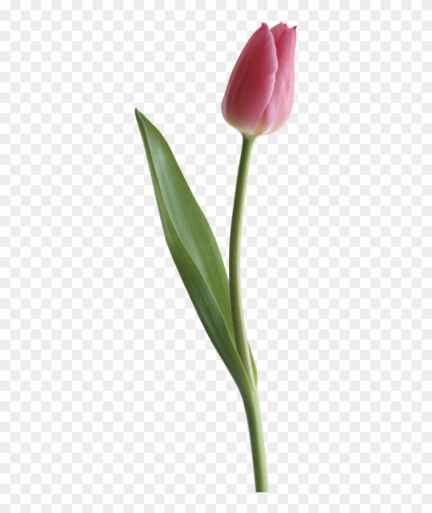 Tulip Clipart Single Tulip - Portable Network Graphics #222370