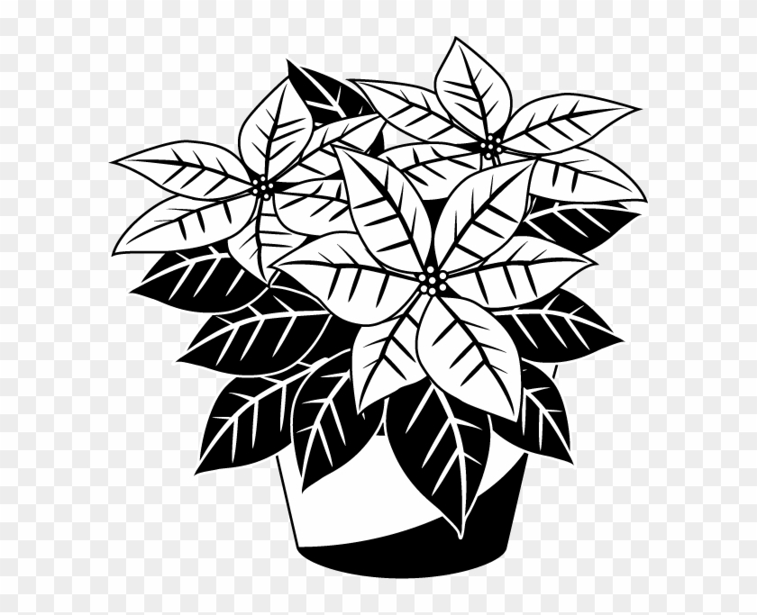 Christmas Poinsettia Clip Art - Black And White Poinsettia #222376