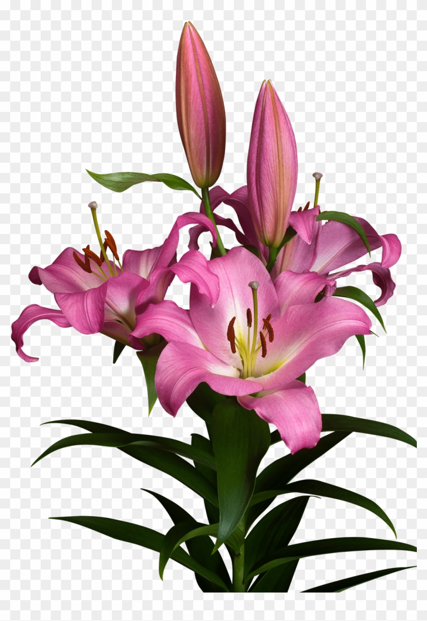 Oriental Lily - Lilium Master #1412207