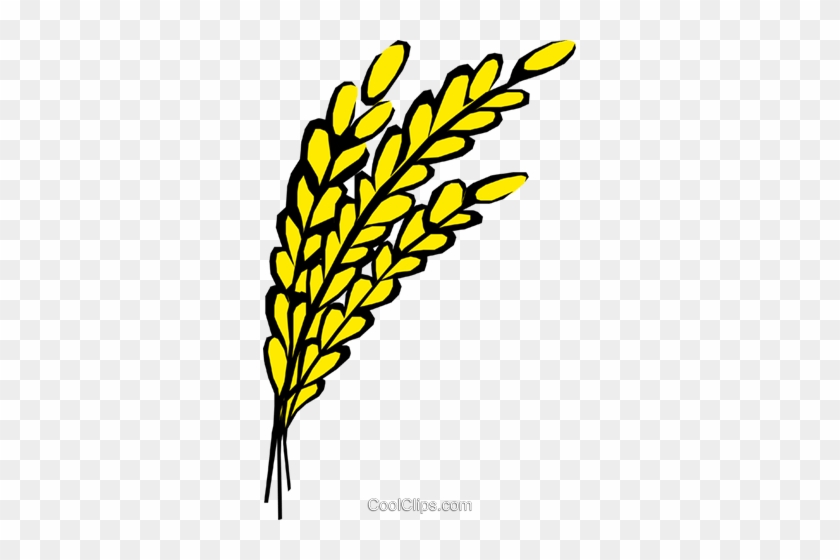 Grains Clipart Oats - Oats Clip Art #1412461