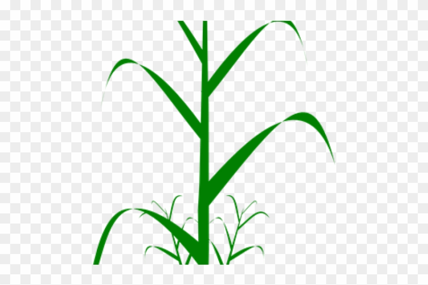 Grains Clipart Wheat Stem - Dibujo Planta De Arroz #1412483
