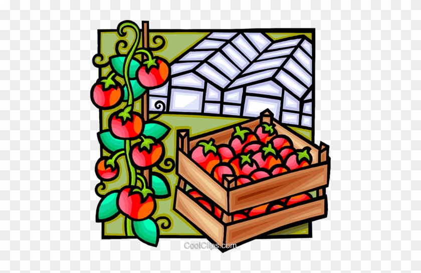 Green House, Tomatoes Royalty Free Vector Clip Art - Greenhouse #1412704