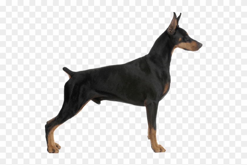 Pinscher Dog Breed Facts Banner Freeuse Download - Doberman Pinscher #1413011