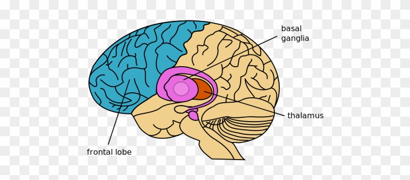 This Image Rendered As Png In Other Widths - Basal Ganglia #1413280