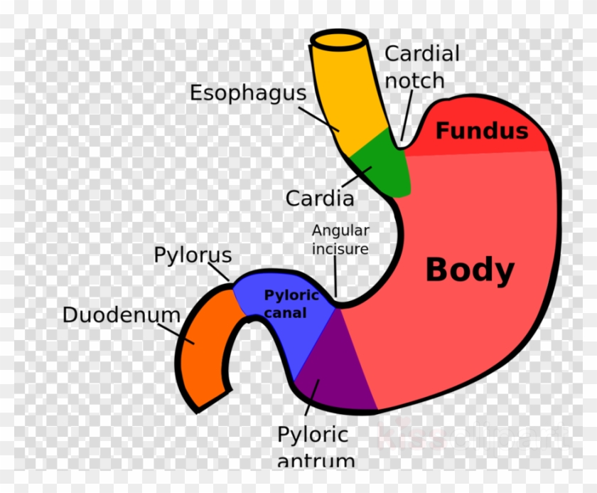 Structure Stomach Clipart Stomach Anatomy Human Digestive - Sections Of The Stomach #1413287