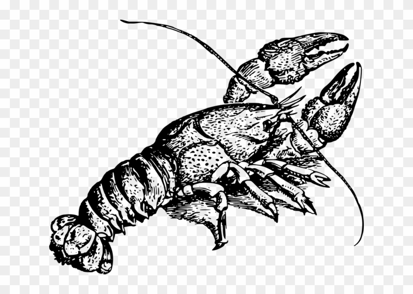Crayfish Drawing #1413947