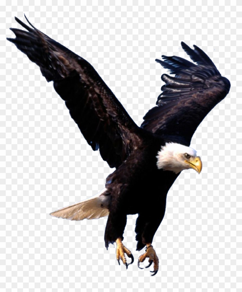 Bald Eagle Desktop Wallpaper Clip Art Saladin - Flying Eagle #1414209