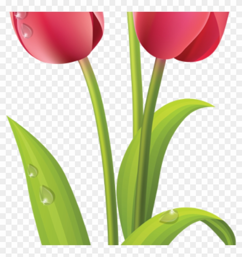 Tulips Clip Art Pink Tulips Clip Art Pinterest Pink - Tulip Flower Clipart #1415126