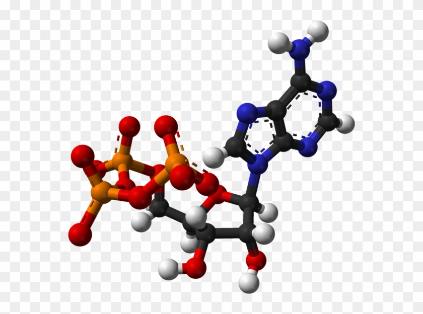 Molecules Clipart Tumblr Science - Adenosine Triphosphate 3d Structure #1416041