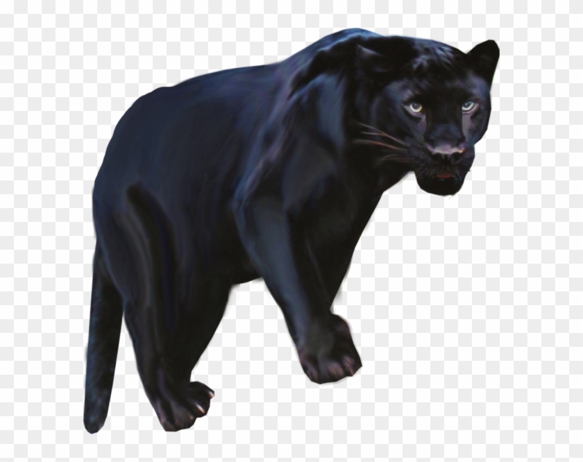 Pantera Animal Png Clipart Black Panther Leopard Jaguar - Black Panther Animal Png #1416124