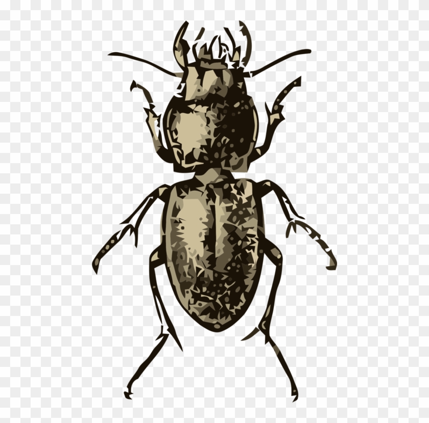 All Photo Png Clipart - Pasimachus Depressus Beetle Curtains #1417106