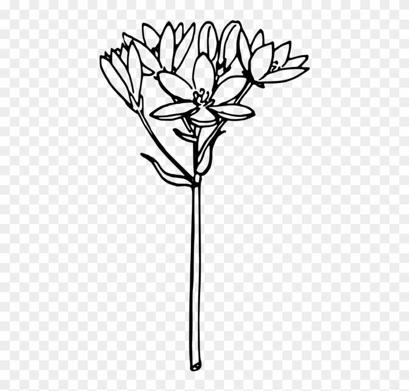 Onion Computer Icons Drawing Line Art Download - White Star Of Bethlehem Flower Vector #1417798