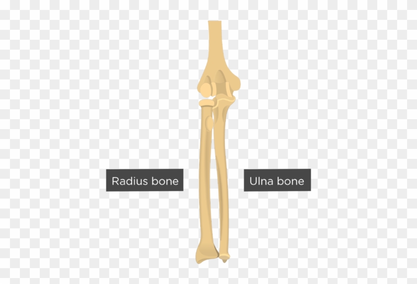 Elbow Joint - Humerus Radius And Ulna #1417825