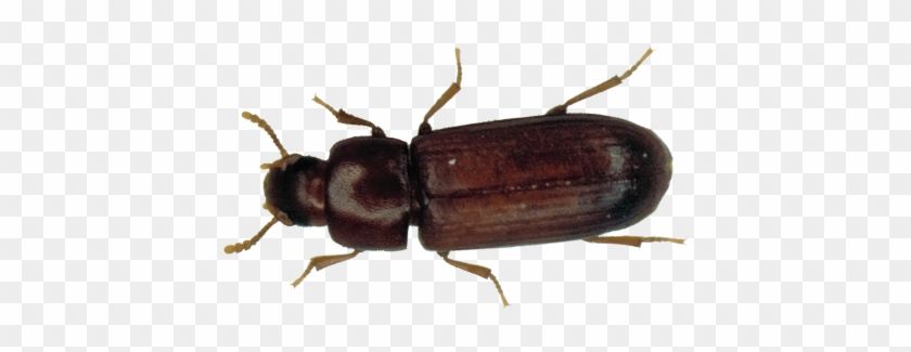 Clip Art Learn About Red Flour - Types Of Beetles In Florida #1418624