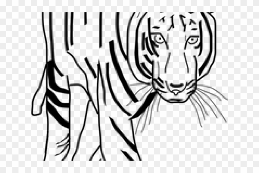 Predator Clipart Black And White - Outline Of Tiger Drawing #1419259