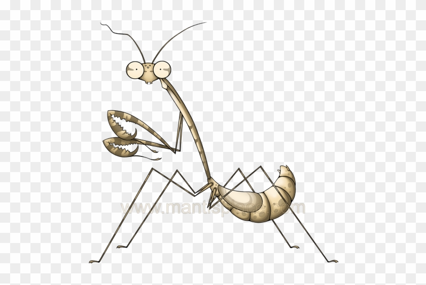 Grasshopper Vector Mantis - Membrane-winged Insect #1420197