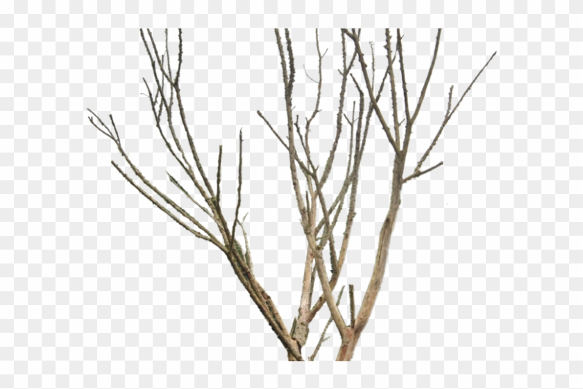 Dead Tree Clipart Desert Png - Dead Tree Png Transparent #1420812