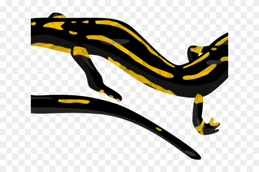 Salamander Clipart Eastern - Salamander Png #1421709