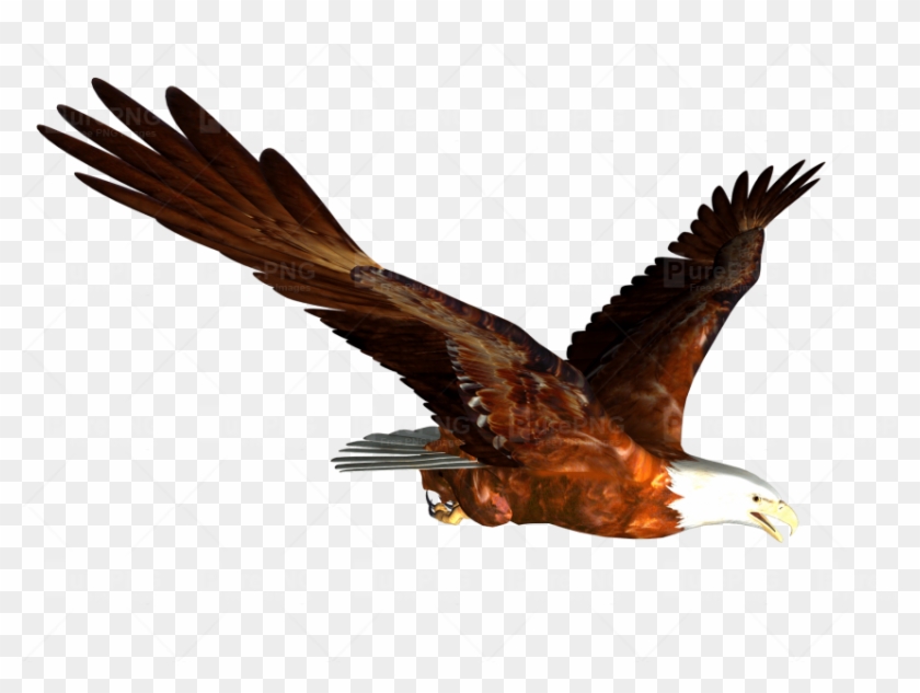 Download Flying Eagle Png Clipart Bald Eagle Clip Art - Hass Hasib Hd Background #1422295