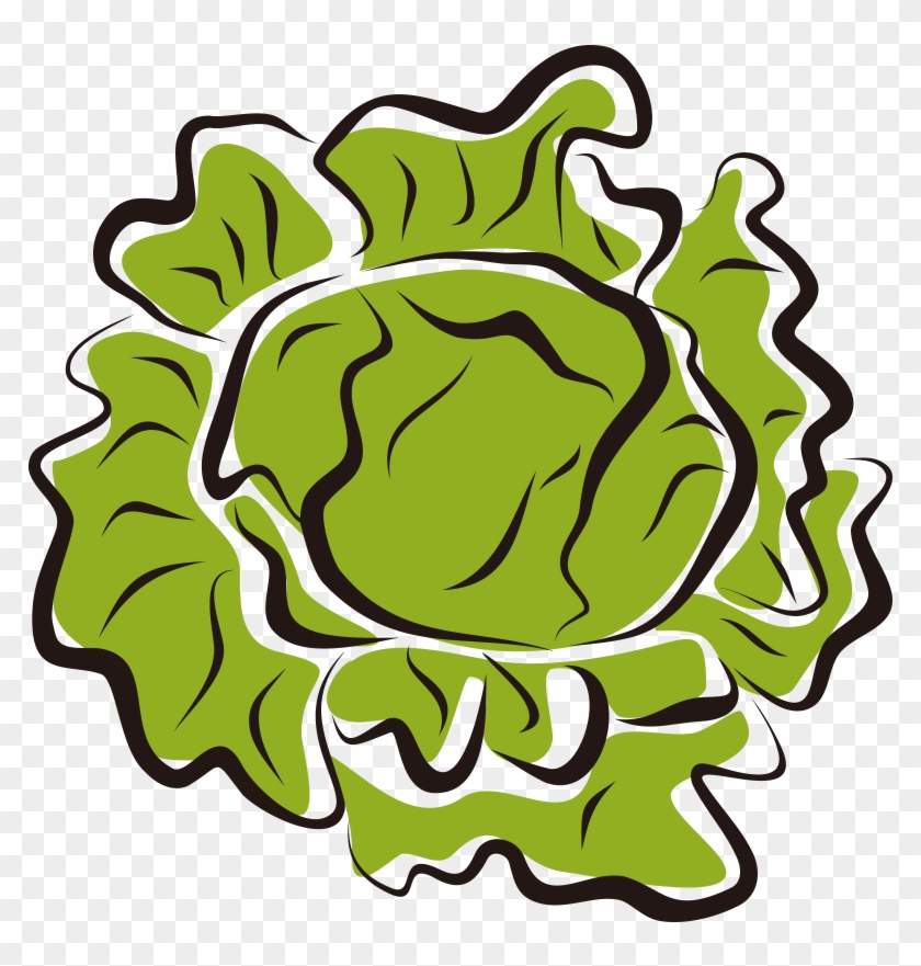 Iceberg Vegetable Salad Clip Art Hand Painted - Lettuce Clip Art #1423501