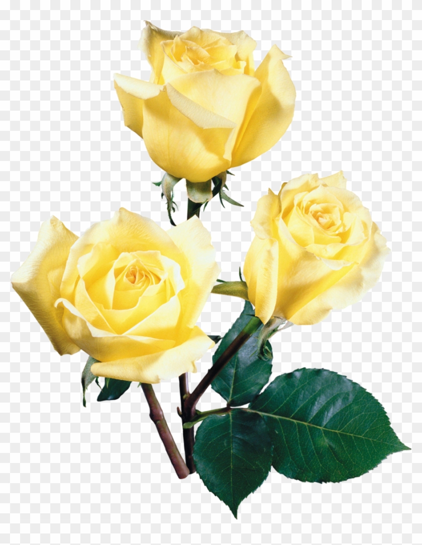 Gül Clipart Garden Roses Austrian Briar Cabbage Rose - Beach Rose #1423511