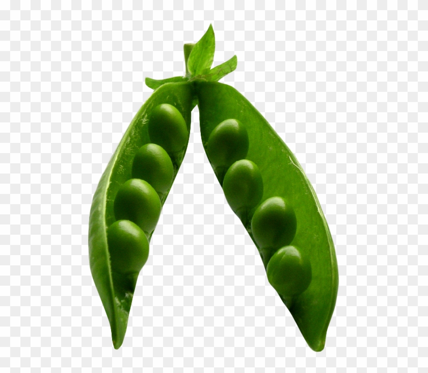 Pea Png Image Purepng Free Cc Library - Green Pea #1423788