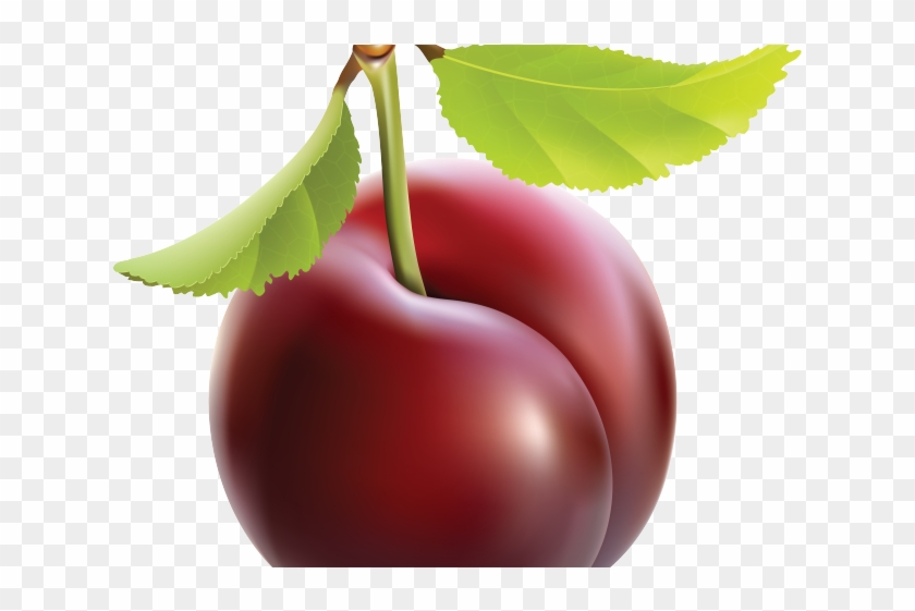 Plum Clipart One - Realistic Fruit #1423885
