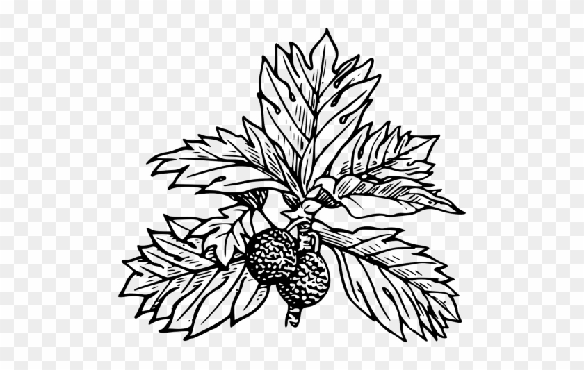 And Tree - Draw A Breadfruit Tree #1424429