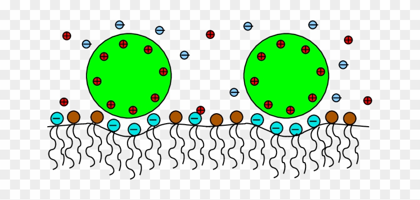 Mixed Lipid Membranes Are Flexible Materials With Compositional - Circle #1424699