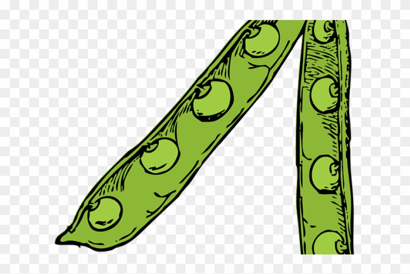 Pea Clipart Plant Producer - Pea Pod Drawing #1425737