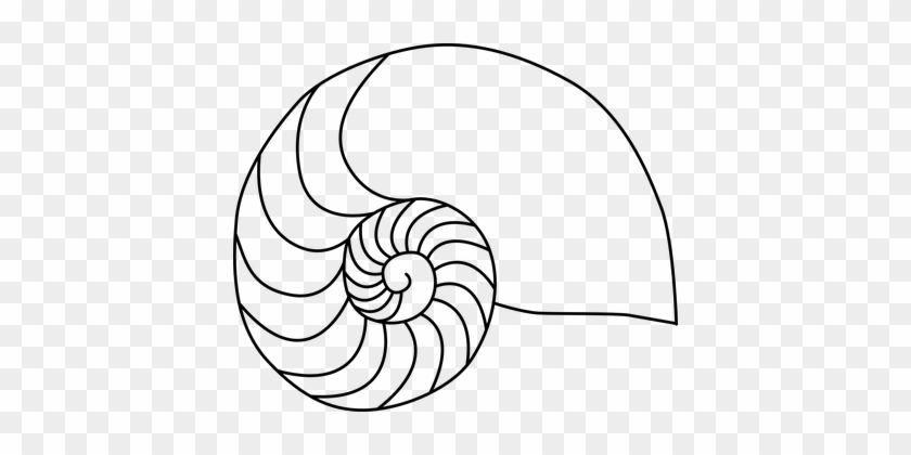 What Is A Fibonacci Sequence - Nautilus Shell Coloring Page #1425970
