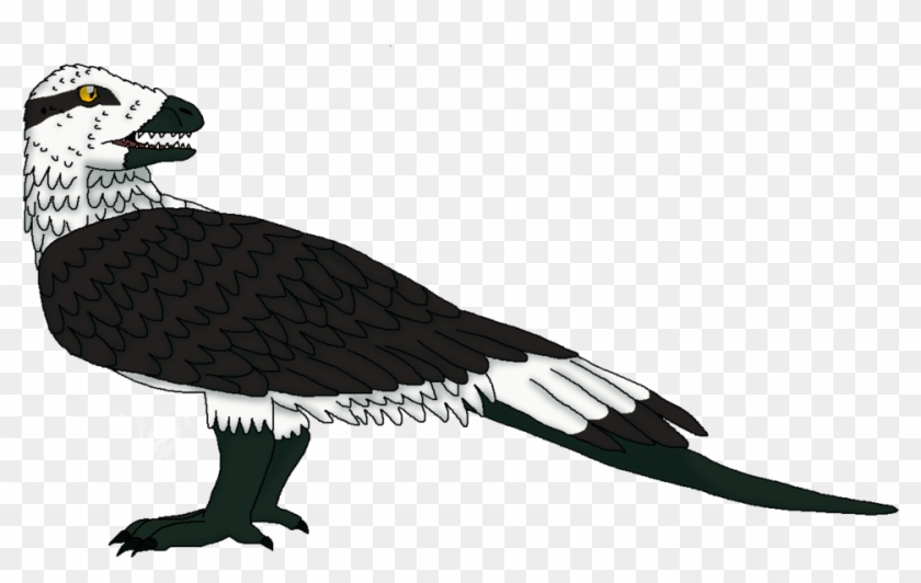 Turkey Vulture #1426147