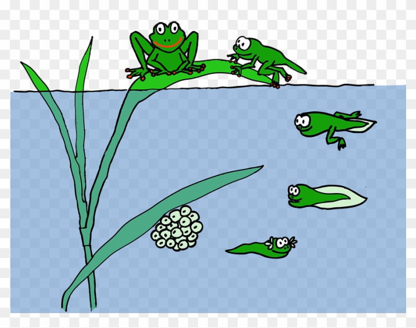 Frog Life Cycle, Accessed From Https - Tadpole To Frog #1427016
