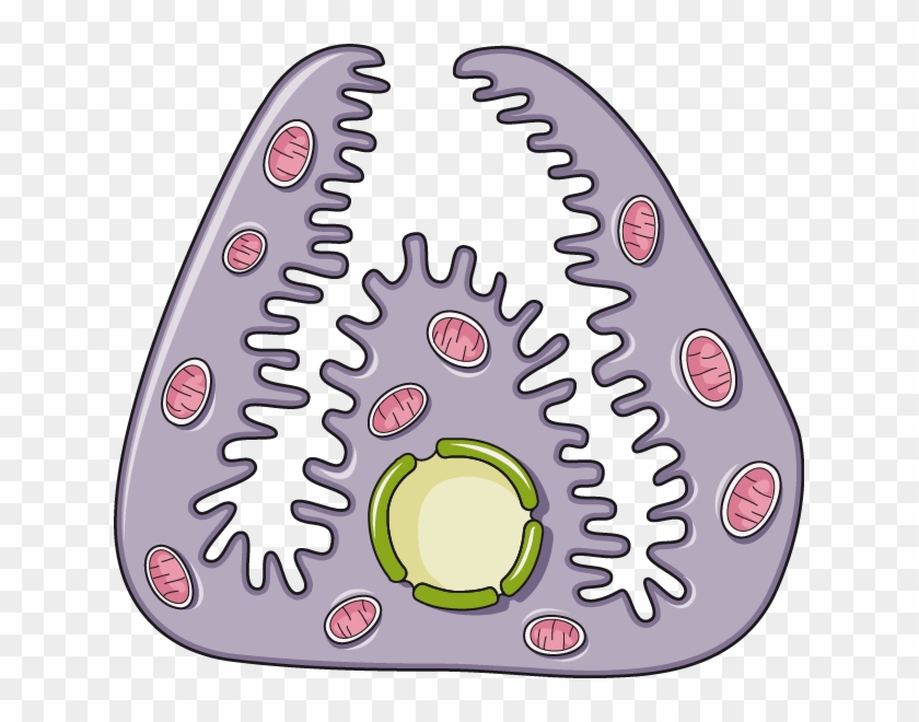 Stomach Wall Border Cell - Cell #1428203