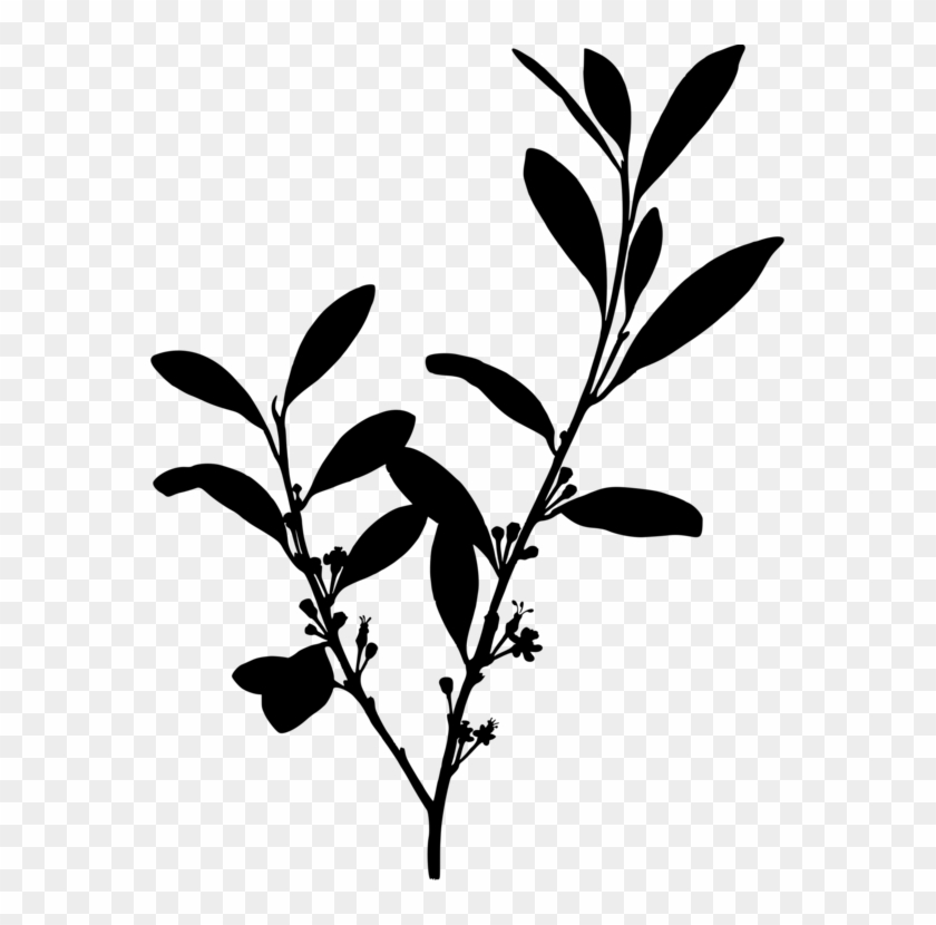 Erythroxylum Coca Cocaine Coca-cola On Coca - Plant Silhouette Clip Art #1428338