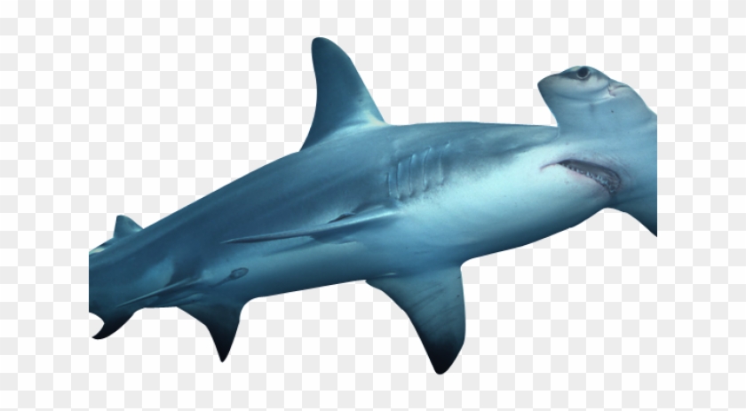 Hammerhead Shark Clipart 3d Shark - Sharks Hammers #1428562