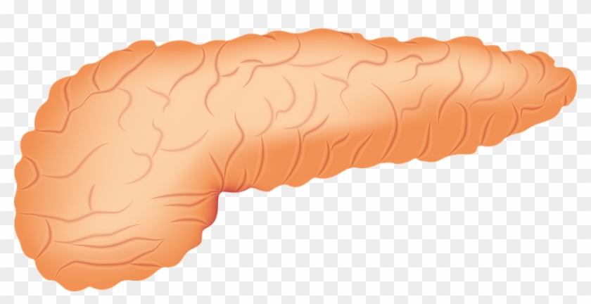 Pancreas Gland #1429039