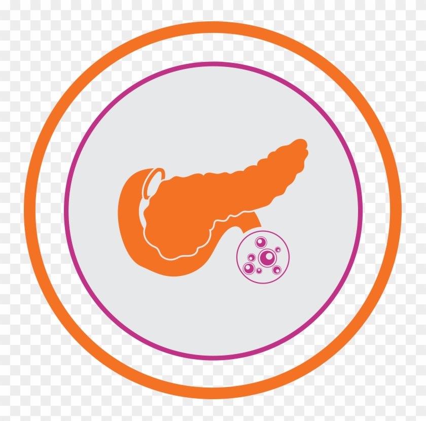 Pancreas Transplant - Pancreas Png #1429043