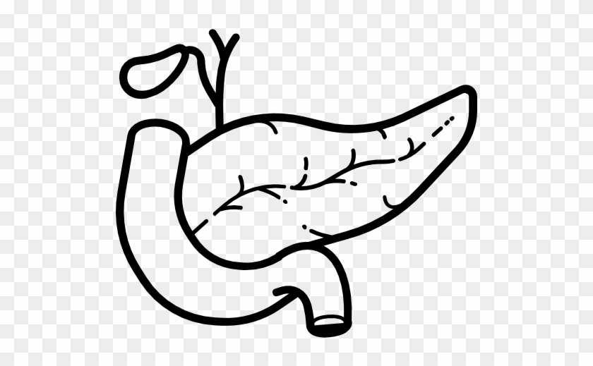 Pancreas Free Icon - Pancreas Svg #1429046