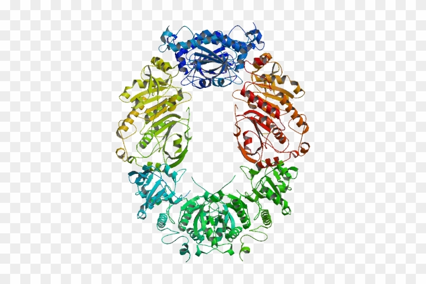 Crystal Structure Of Human Peroxiredoxin 4 - Peroxiredoxin Structure #1429087