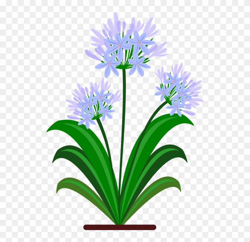 Blue Yellow Flower Green Violet - Botanical Drawing Pdf Agapanthus #1429212