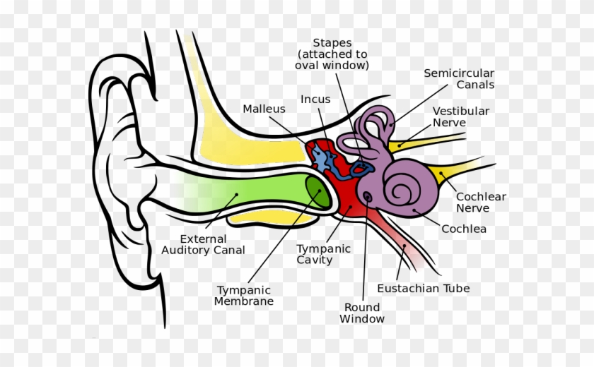 Clip Library Download Ear Anatomy And Hearing - Auditory Parts Of Human Ear #1429554