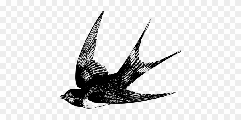 Barn Swallow Bird Drawing Computer Icons - She Rules Her Life Like A Bird #1429556