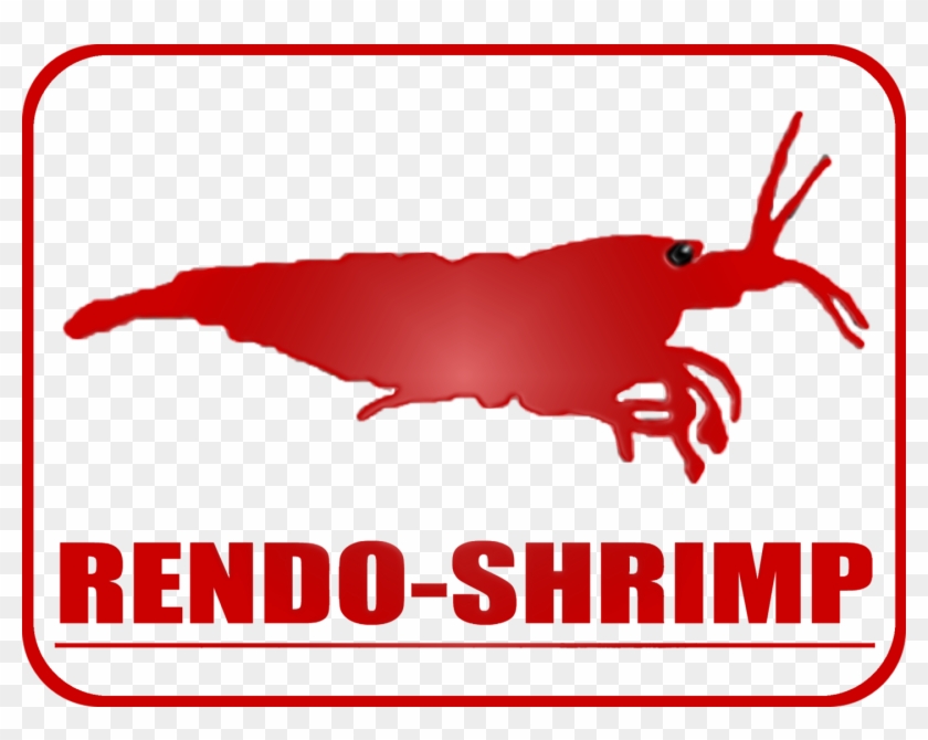 Tanichthys Albonubes - Glowlight Rasbora #1429726