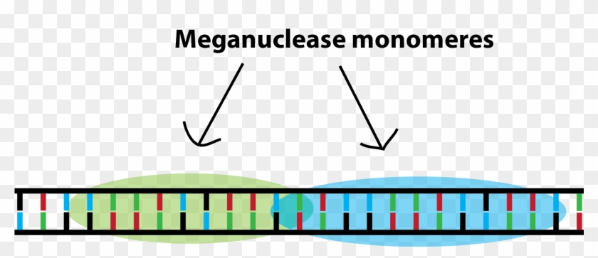 Meganucleases Require Modifications To Target Your - Meganuclease Genome Editing Mechanism #1429809