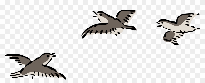 Bird Flight Bird Flight Columbidae Airplane - Clip Art Birds Flying #1429937