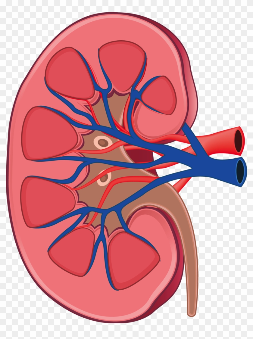 Kidney Cartoon Transparent Blackground #222525