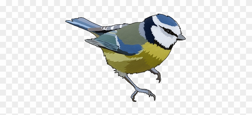 Blue Tit - Primary School #222987