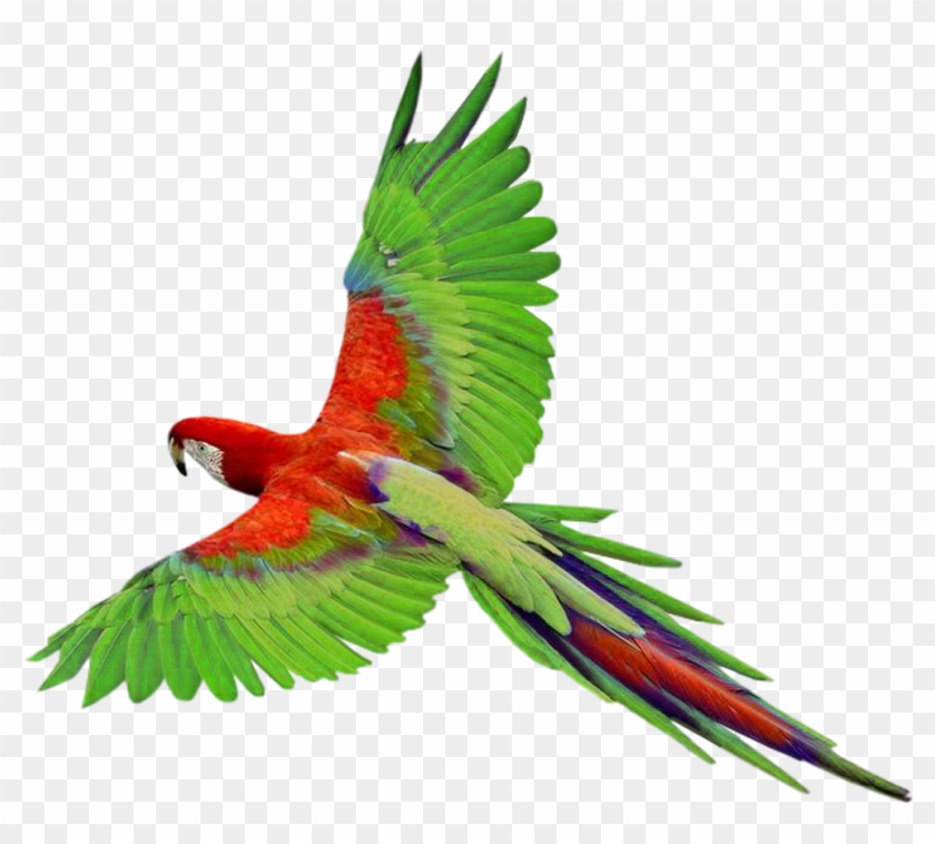 Parrot In Flight Png Clipartu200b Gallery Yopriceville - Parrot Flying Png #223218