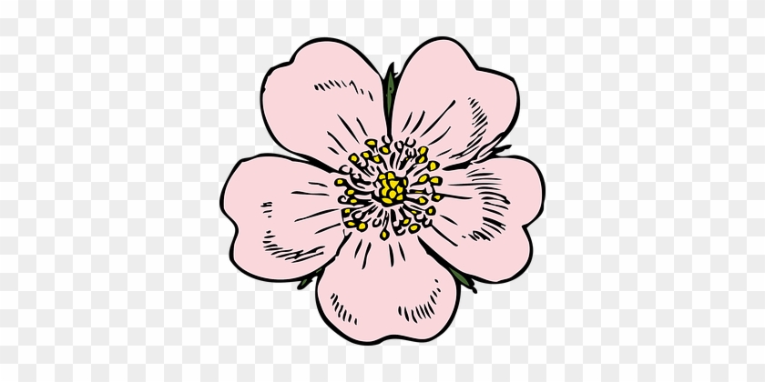 Apple Blossom Flower Rose Plant Wild Summe - Wild Rose Clip Art #224354